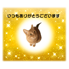 [LINEスタンプ] ちゃたろうとゆかいななかまたちスタンプ