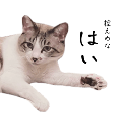 [LINEスタンプ] 会話に参加する猫のスタンプ2の画像（メイン）