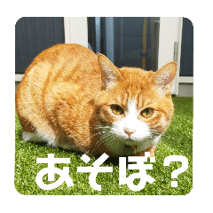 [LINEスタンプ] こばんとぽんずは猫界で一番可愛い2