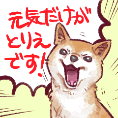 [LINEスタンプ] 勢いだけで会話する柴犬