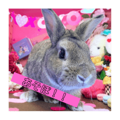 [LINEスタンプ] うさぎのカルビ