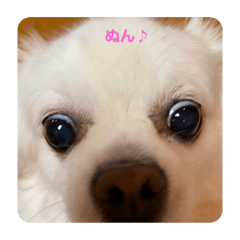 [LINEスタンプ] ゆりんかのチワわんこ8