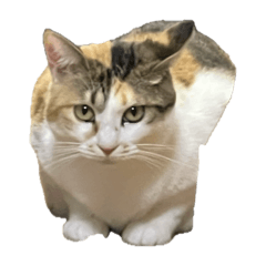 [LINEスタンプ] 三毛猫おもちちゃん