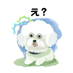 [LINEスタンプ] にこにこ！ビションフリーゼちゃん