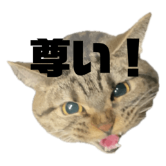 [LINEスタンプ] 猫のぷく3