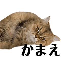 [LINEスタンプ] ツンデレ猫のくるみ