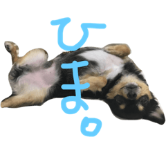 [LINEスタンプ] こてつすたんぷ‼︎