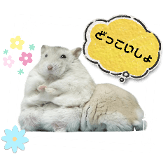 [LINEスタンプ] 可愛い面白ポーズのハムスター◆はむチラ