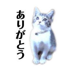 [LINEスタンプ] ねこのあっちんくろべぇ