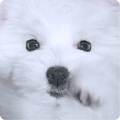 [LINEスタンプ] 面白いマルタの顔文字