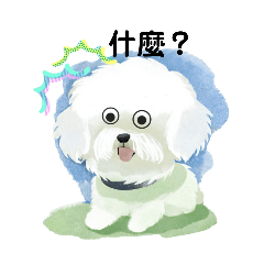 [LINEスタンプ] Bichon Frize Smile (台湾ver)