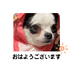 [LINEスタンプ] 動く チワワの麻呂くん♡【丁寧語】の画像（メイン）