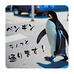 [LINEスタンプ] ペンギンと日常生活