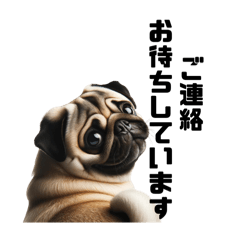 [LINEスタンプ] 【仕事用】パグがいっぱい