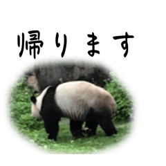 [LINEスタンプ] 台湾パンダが可愛すぎる