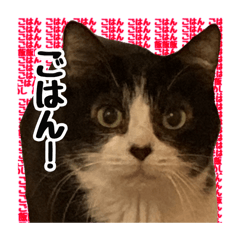 [LINEスタンプ] もるねこ〜