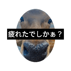 [LINEスタンプ] でしかぁ？気持ちシリーズ③