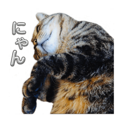 [LINEスタンプ] 猫CatOne