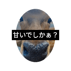 [LINEスタンプ] でしかぁ？味覚シリーズ②