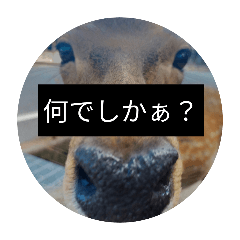 [LINEスタンプ] でしかぁ？シリーズ①