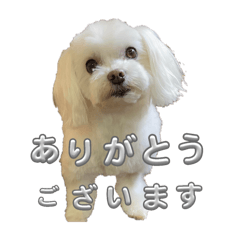 [LINEスタンプ] まいにちマルチーズ
