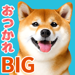 [LINEスタンプ] 毎日かわいい柴犬【写真BIG】の画像（メイン）