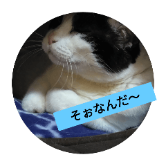 [LINEスタンプ] 元野良猫きびまるの日常