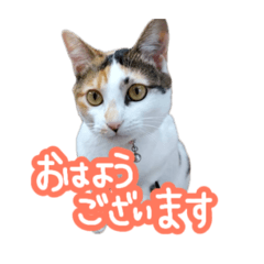 [LINEスタンプ] ナナちゃんです︎^_^