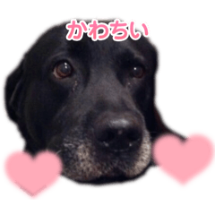 [LINEスタンプ] わんわんの呟き