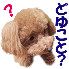 [LINEスタンプ] トイプードルのモコちゃん【犬】写真の画像（メイン）