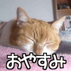 [LINEスタンプ] 可愛い猫のにゃんだふるライフ