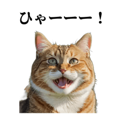 [LINEスタンプ] 動物たちの私生活