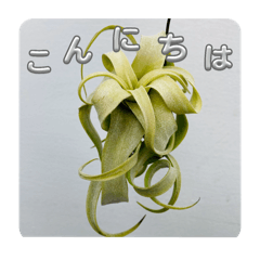 [LINEスタンプ] まいにちエアプランツ
