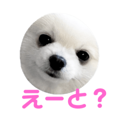 [LINEスタンプ] 白ポメのマリ。⒊