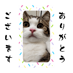 [LINEスタンプ] 武kiyo I love neko