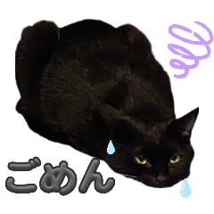 [LINEスタンプ] S家の黒猫の福ちゃん(2024)