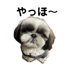 [LINEスタンプ] シーズーのしょうちゃん