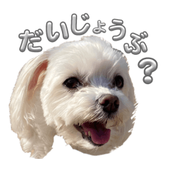 [LINEスタンプ] あいさつマルチーズ