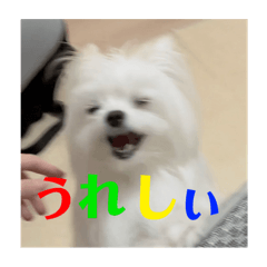 [LINEスタンプ] 【最新】使いにくい犬のスタンプ