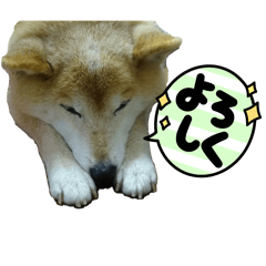 [LINEスタンプ] 柴犬ハルver3