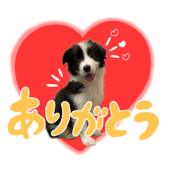 [LINEスタンプ] ボーダーコリー『SUN』