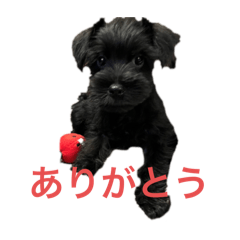 [LINEスタンプ] シュナウザー ジジ
