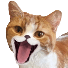 [LINEスタンプ] 猫ミーム✨可愛くてハッピーなネコたちの画像（メイン）