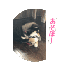 [LINEスタンプ] 動くうちの柴犬たち