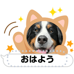 [LINEスタンプ] BMDメッセージスタンプ