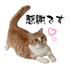 [LINEスタンプ] うにさんの挨拶②