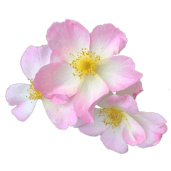 [LINEスタンプ] お花尽くしスタンプ薔薇ver