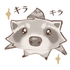 [LINEスタンプ] アライグマo1（日本語版）