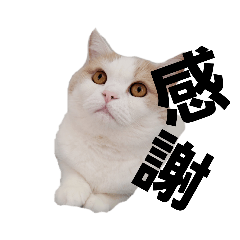 [LINEスタンプ] 猫好きたまんにゃい❗うちのフランくん