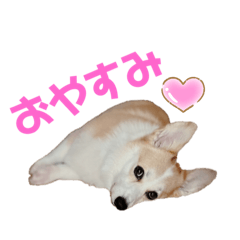 [LINEスタンプ] コーギーまりあの使えるスタンプ